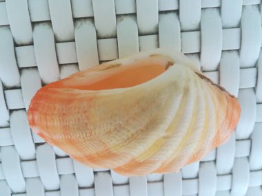 Masadaki sarı deniz kabuğunun yakın çekim görüntüsü.