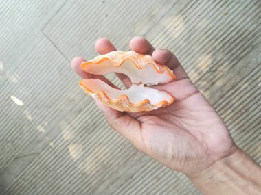 Deniz kabuğunu tutarken yakın çekim  