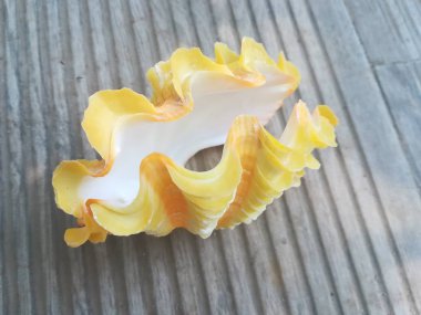 Masadaki sarı deniz kabuğunun yakın çekim görüntüsü.