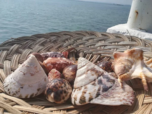 Close Shot Sea Shells Plate — Stock Photo, Image