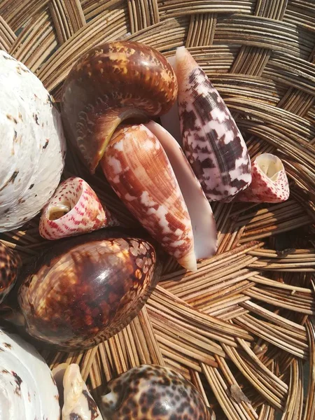 Tabaktaki deniz kabuklarını yakın çekim