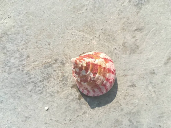 Gros Plan Coquille Mer Sur Plage Sable — Photo