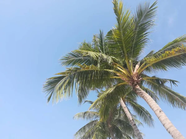 Bela Paisagem Tropical Com Palmeiras — Fotografia de Stock