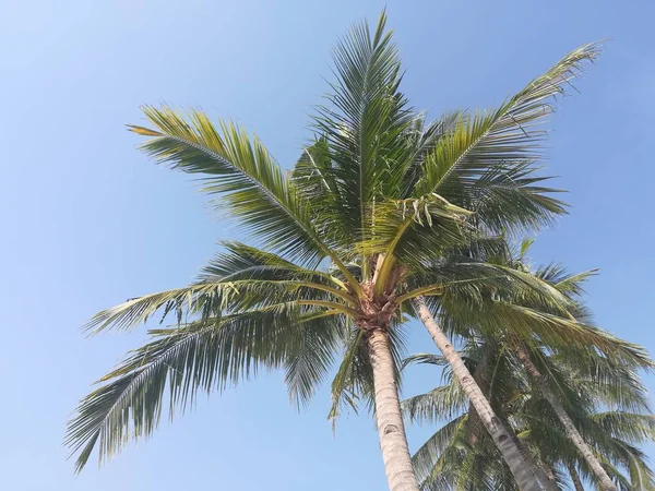 Prachtige Tropische Landschap Met Palmbomen — Stockfoto