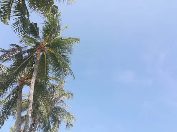 Красивый Тропический Пейзаж Пальмами — стоковое фото