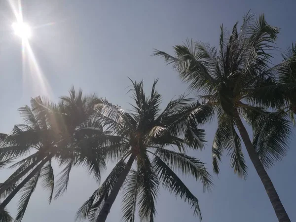 Hermoso Paisaje Tropical Con Palmeras —  Fotos de Stock