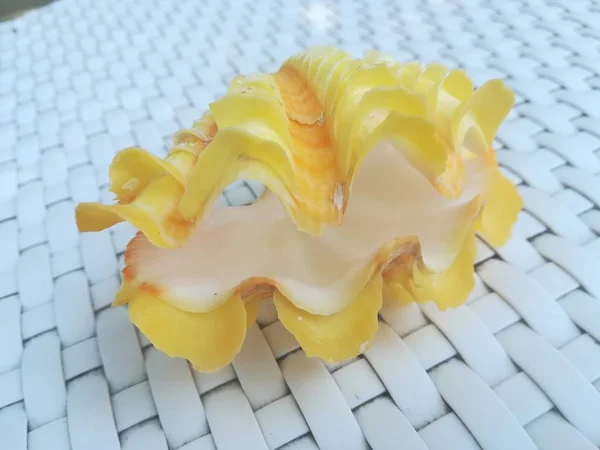 Masadaki sarı deniz kabuğunun yakın çekim görüntüsü.