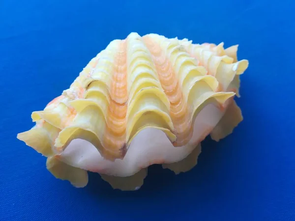컬러바 껍질을 클로즈업 — 스톡 사진