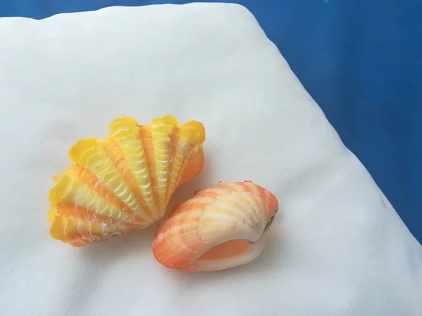 Close up shot of yellow sea shells on pillow