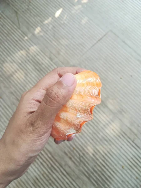 Close Shot Hand Holding Sea Shell — Fotografie, imagine de stoc