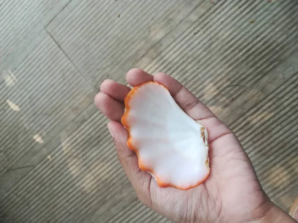 Close up shot of hand holding sea shell