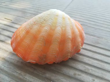 Masadaki sarı deniz kabuğunun yakın çekim görüntüsü.