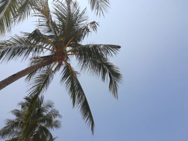 palmiye ağaçları ile güzel tropikal peyzaj