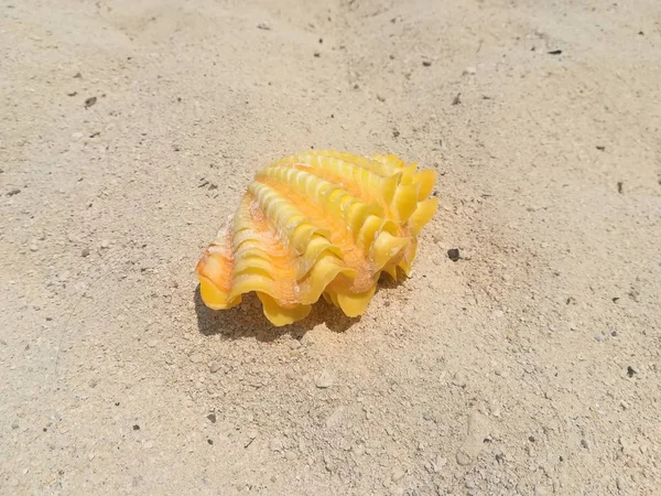 Nahaufnahme Einer Gelben Muschel Sandstrand — Stockfoto