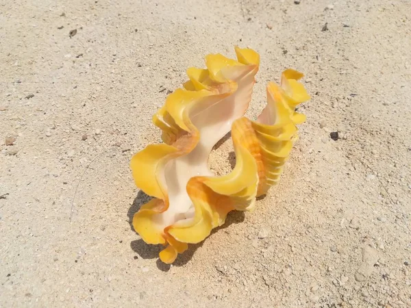 Крупный План Желтой Морской Раковины Песчаном Пляже — стоковое фото