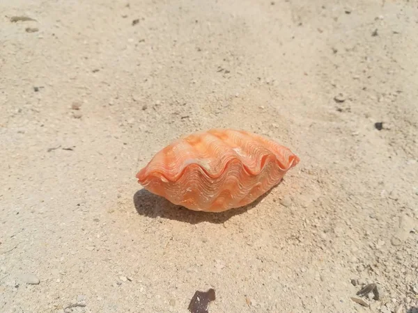 Orangenmuschel Auf Sand Strand — Stockfoto