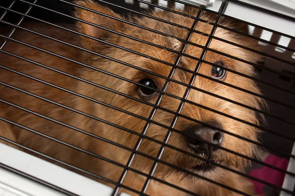 Norwich Terrier (küçük köpek) köpek taşıyıcı