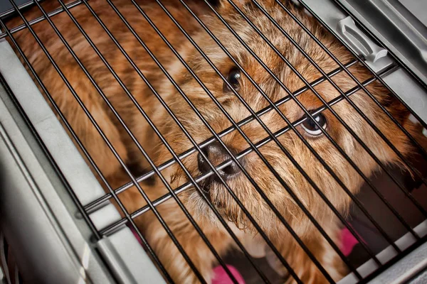 Küçük köpek (Norwich Terrier) köpek taşıyıcı