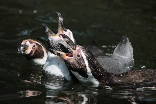 Пингвины Рычат Воде — стоковое фото