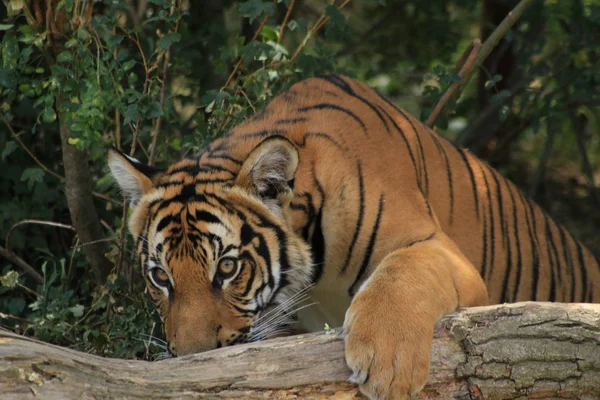 Tigre Malayo Busca Captura —  Fotos de Stock