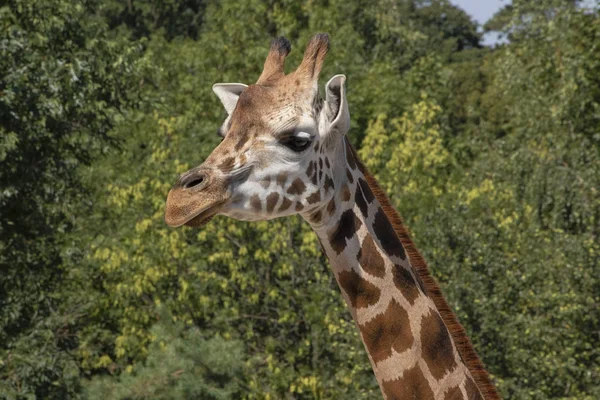 Portrét Žirafa — Stock fotografie