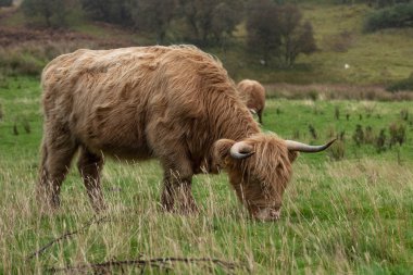 Fotoğraf yayla sığır, İskoçya