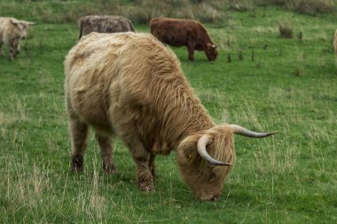 Fotoğraf yayla sığır, İskoçya