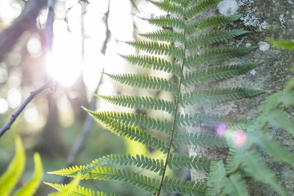 Sunlight Fern Leaves — Stock Photo, Image