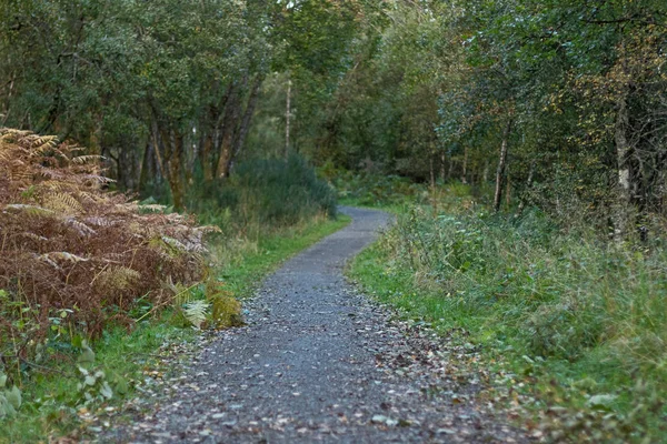 Camino Través Del Bosque Escocia — Foto de Stock