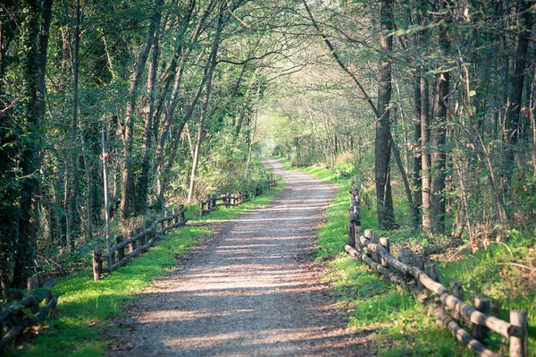 Zonovergoten Landelijke Weg Omgeven Door Bomen — Stockfoto