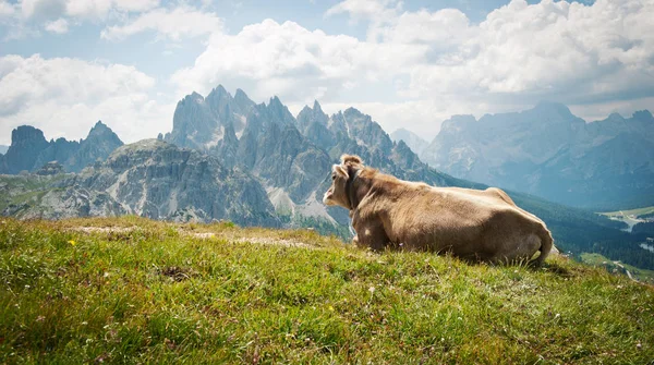 Vaca Descansando Grama Verde Com Montanhas Fundo Dolomites Itália — Fotografia de Stock