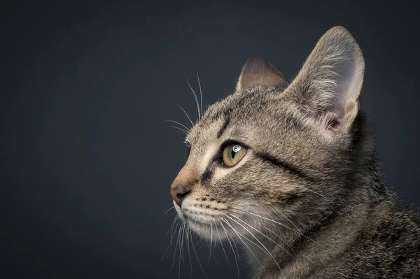 Kleines Graues Kätzchen Auf Dunklem Hintergrund Nahaufnahme — Stockfoto