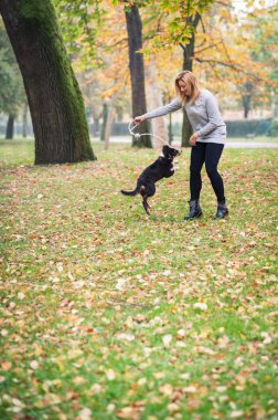 Avustralya çoban köpeğiyle parkta oynayan genç bir kadın..
