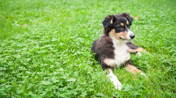 Australian Shepherd Hund Liggande Grönt Gräs — Stockfoto
