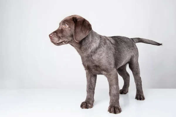 Pies Labrador Retriever Szczeniak Wyizolowany Białym Tle — Zdjęcie stockowe