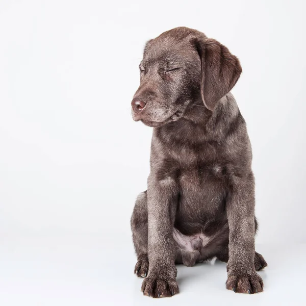 Kapalı Gözlü Köpek Yavrusu Labrador Retriever Köpek Beyaz Bir Arka — Stok fotoğraf