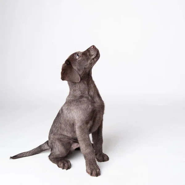 Labrador Retriever Puppy Looking Isolated White Background — Stock Photo, Image