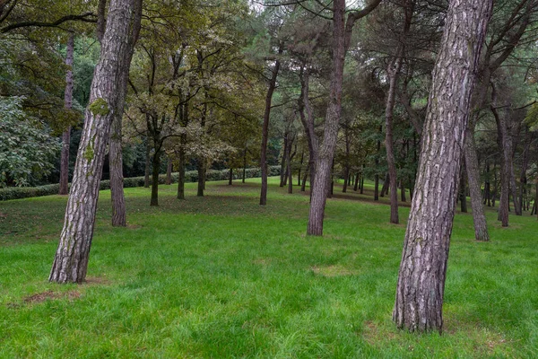 park scene with green grass and trees in daylight