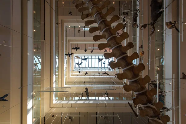 特伦托 意大利 2015年7月21日 缪斯的内部看法 建筑师 Renzo 钢琴设计的交互式博物馆 于2013年7月27日开幕 — 图库照片