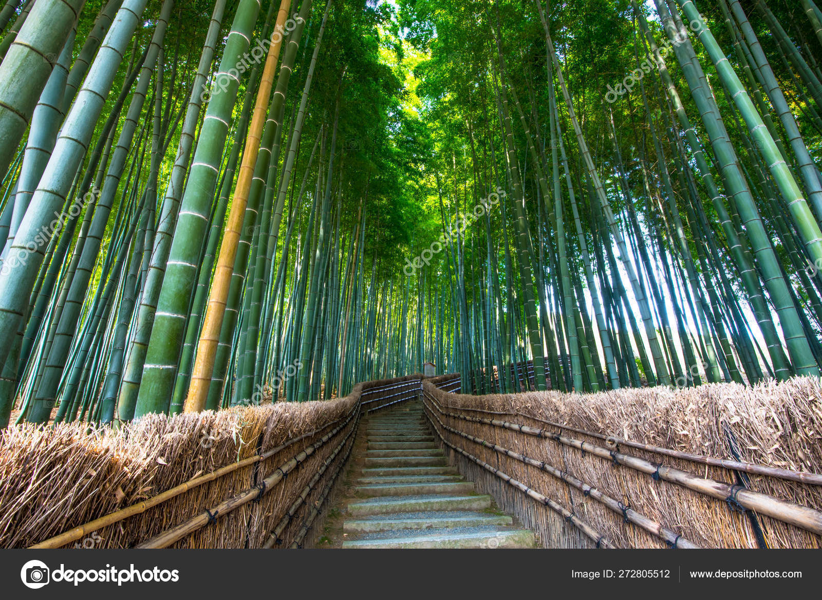 日本京都的竹林中的步道 图库照片 C Pio3
