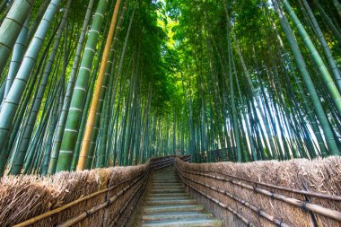 Kyoto Arashiyama Bambu Ormanı içinde Walkway, Japonya. 