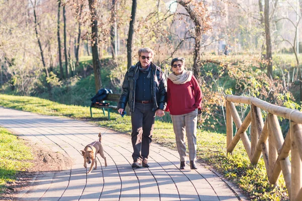 Romantic Senior Couple Portrait Walking Outdoors Hands Together Park Dog — Zdjęcie stockowe