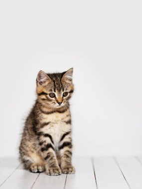 Küçük gri kedi yavrusu beyaz ahşap zemin üzerinde izole