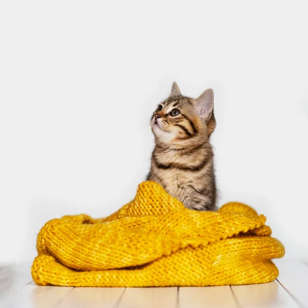 白い木製の床に黄色のウールのスカーフを持つ小さな灰色の猫 — ストック写真