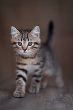 Küçük gri kedi yavrusu kahverengi arka plan. Gözlere odaklanın, sığ alan derinliği.