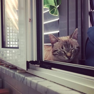 Evdeki pencere pervazında uyuyan genç kedi..