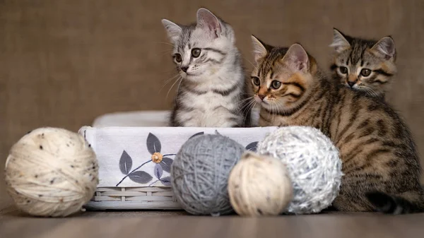 Little gray brothers kittens inside vintage box with wool ball yarns against brown background.