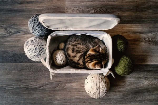 Little gray kitten sitting inside vintage box with wool ball yarns against brown background.