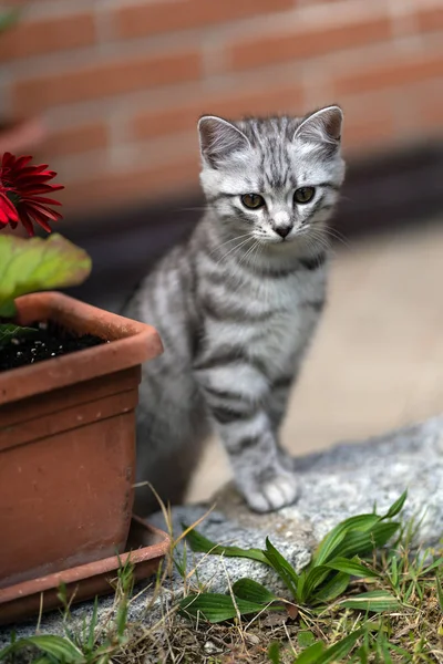 庭を歩く小さな灰色の子猫 — ストック写真