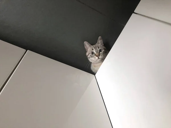 Little Gray Kitten Having Fun While Hiding Wardrobe — Stock Photo, Image
